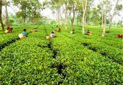 Tea Garden at North Bengal