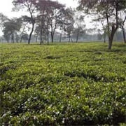 Profitable Business Through Tea Estates