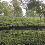 Tea Garden Industry of West Bengal